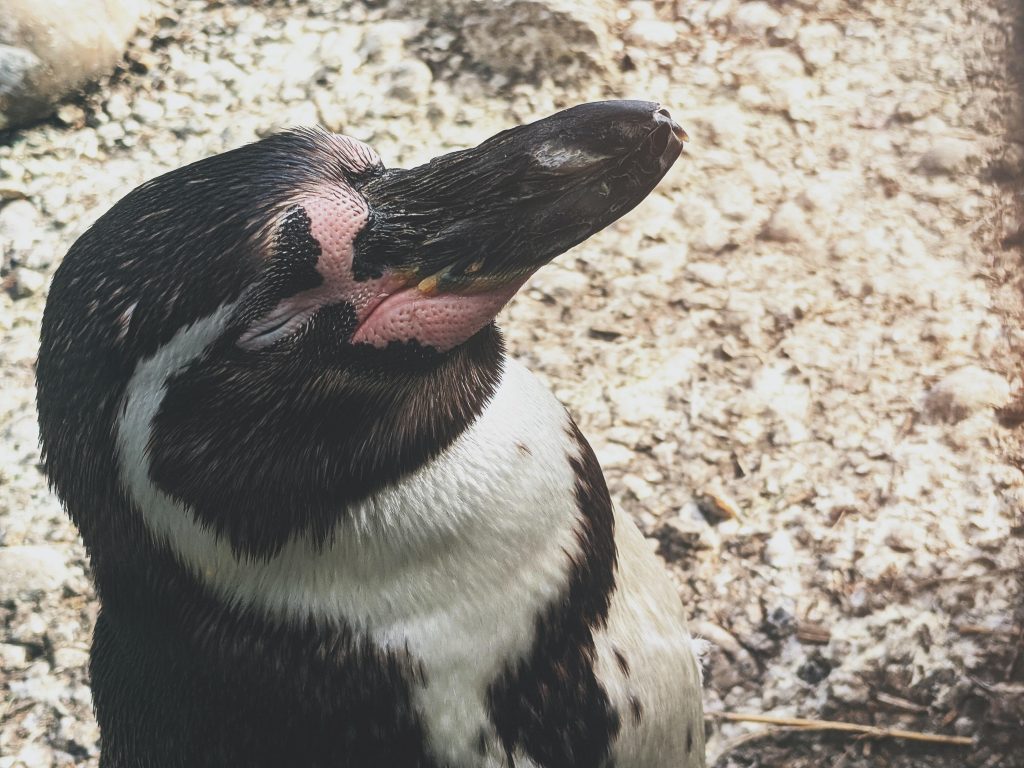 imagen de pinguino
