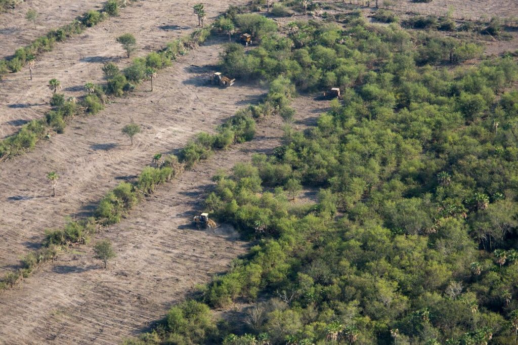 Deforestación y las Características del bosque chaqueño