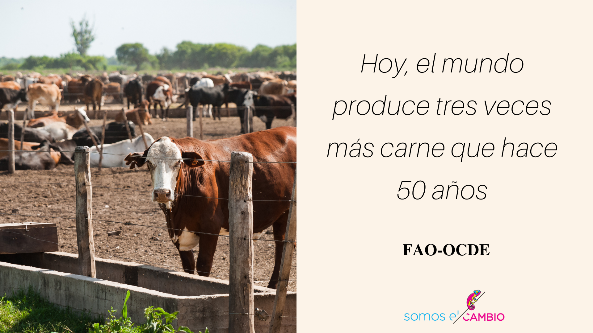 producción de carne y las actividades económicas del Chaco