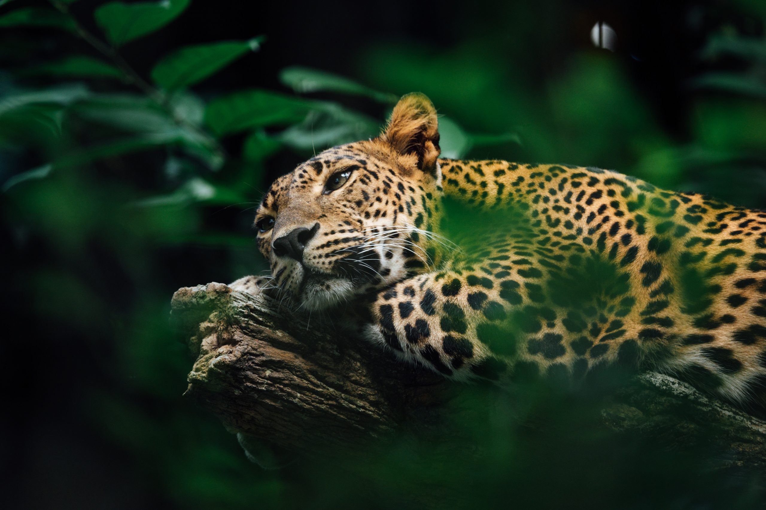 Jaguar en árbol