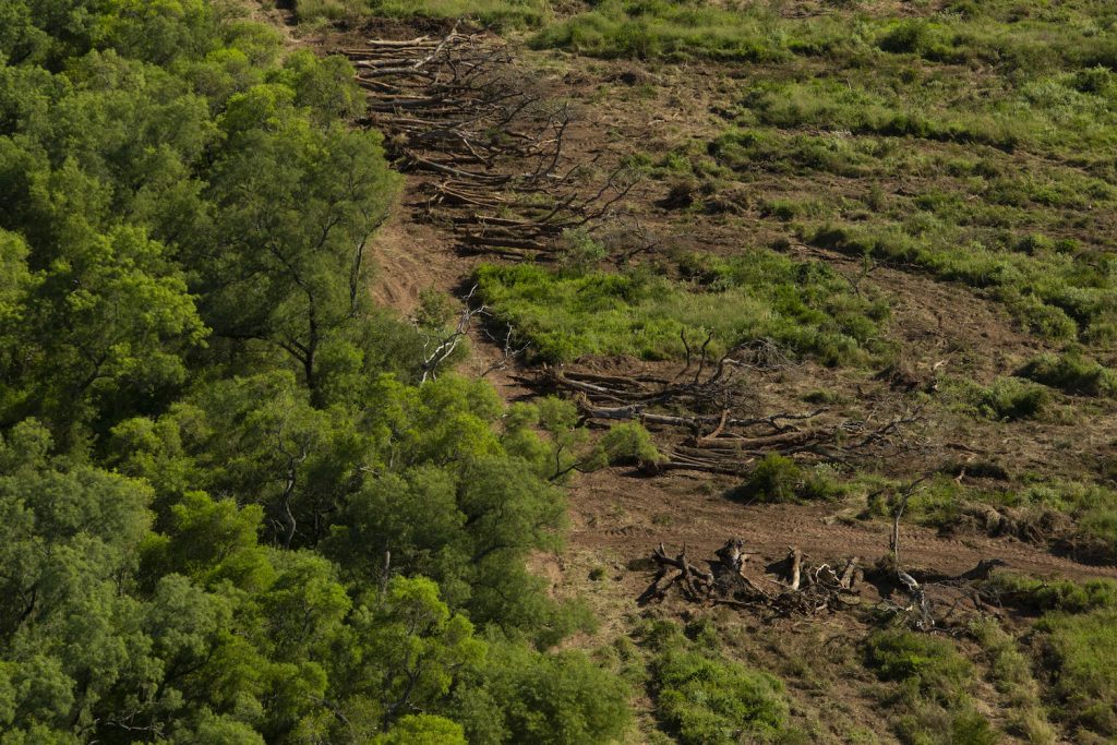 Deforestación en el Gran Chaco argentino