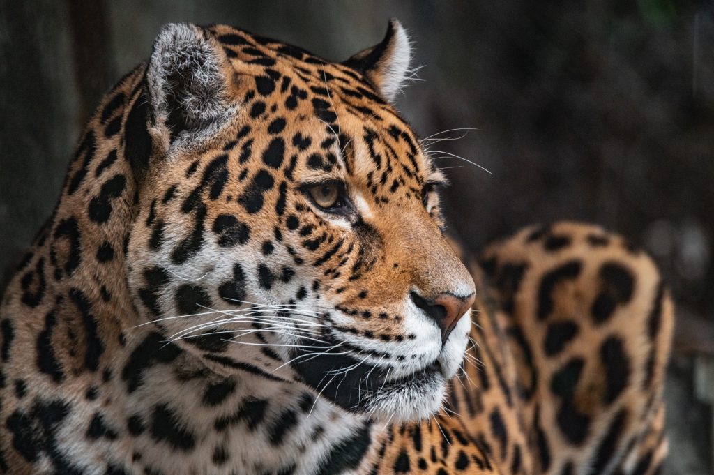 Jaguar - Información del bosque chaqueño