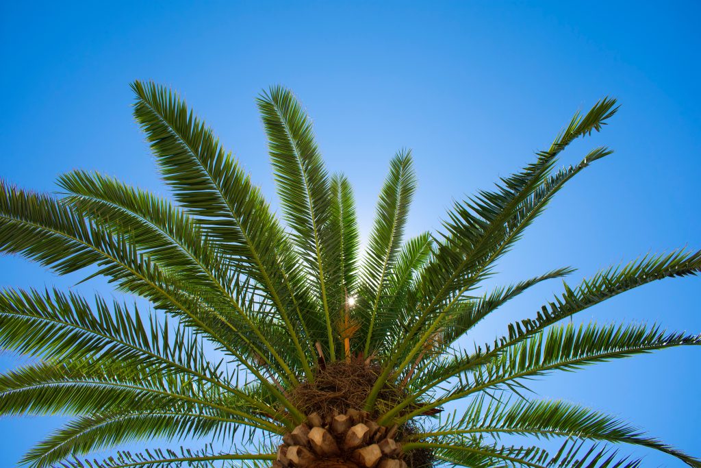 palma que produce Aceite de palma deforestación 