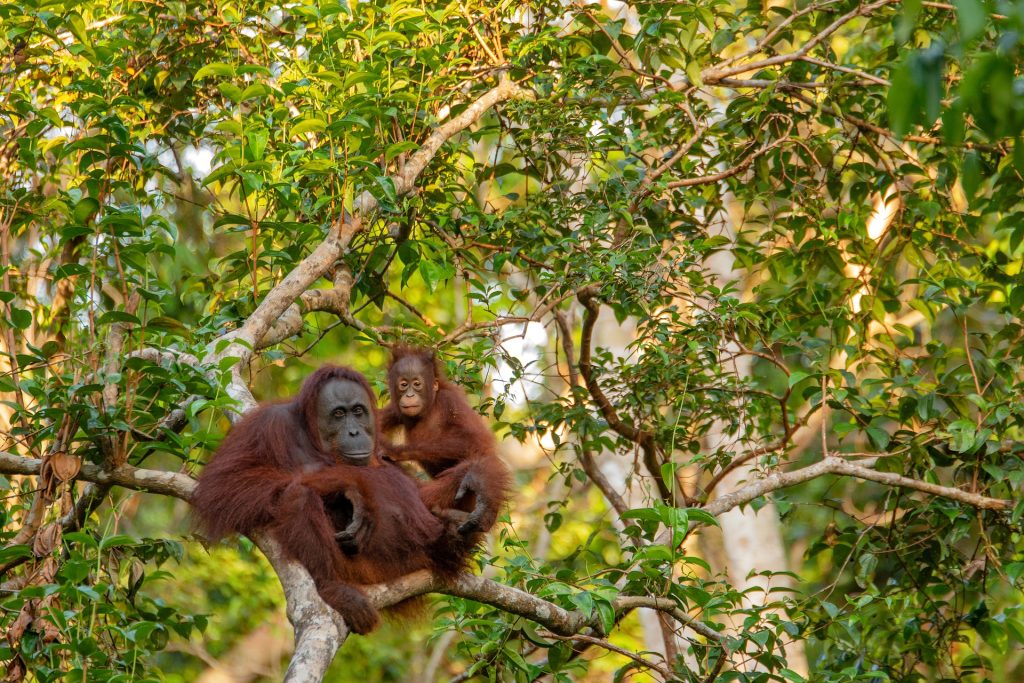 Orangutanes