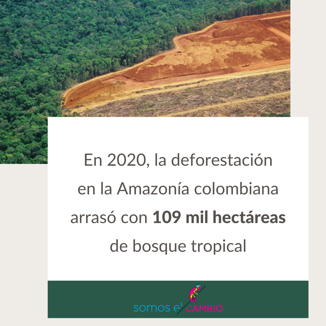 gráfico sobre la deforestación en la Amazonía