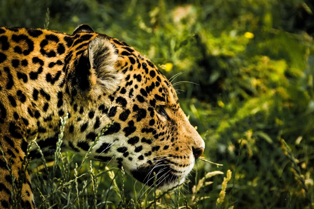 Problemas de la deforestación. Extinción de animales como el jaguar