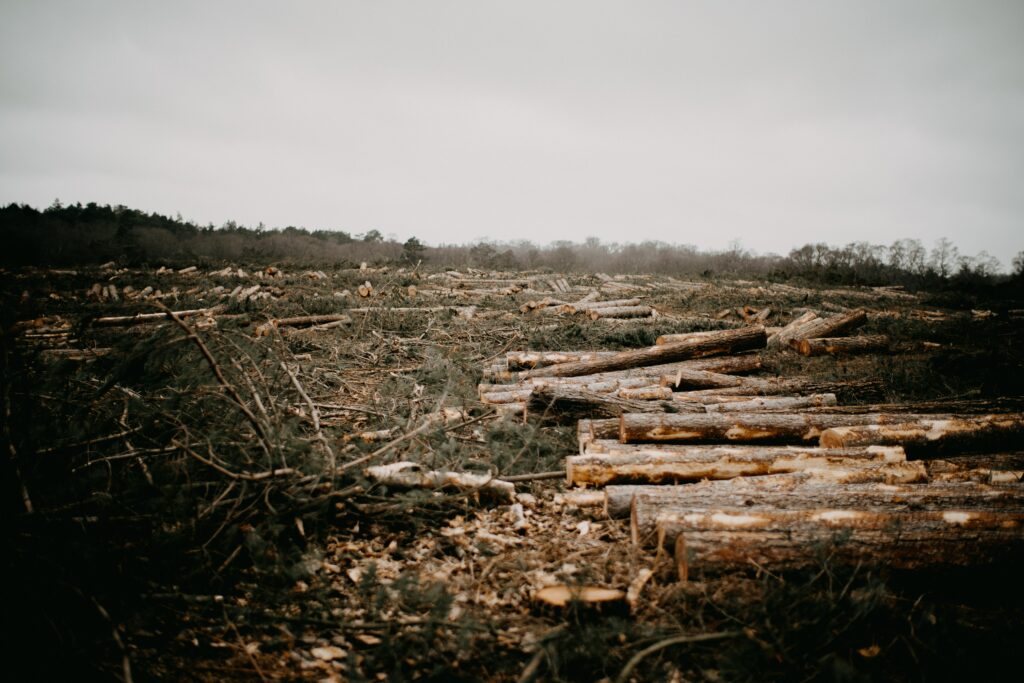 imagen de deforestación 