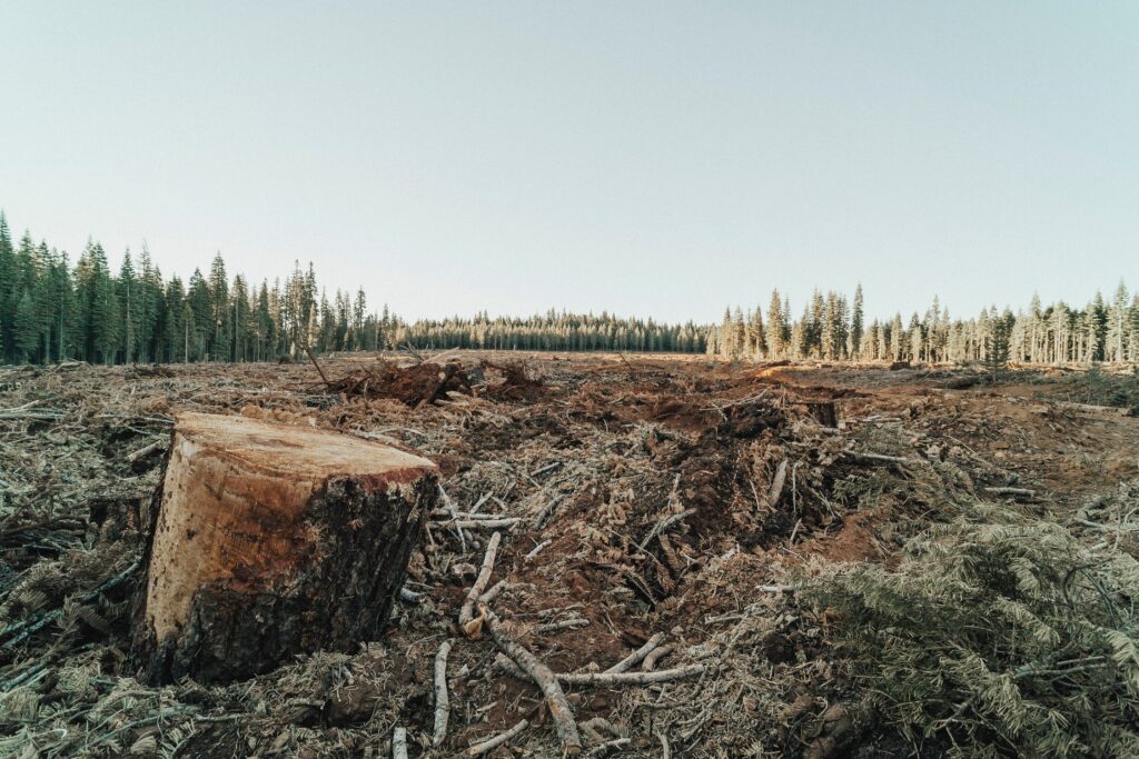 Deforestación y contaminación