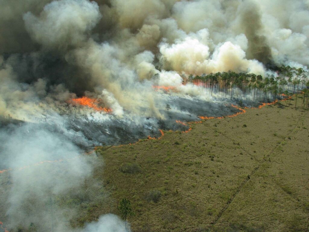 el impacto de los incendios forestales