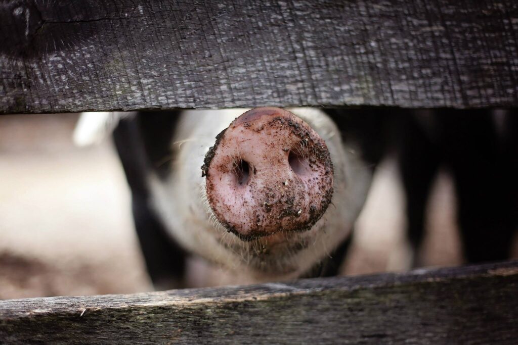 Cerdos en España se alimentan con Soja de Brasil