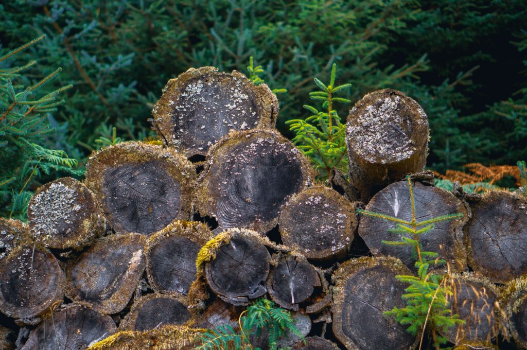 deforestación en la amazonia colombiana