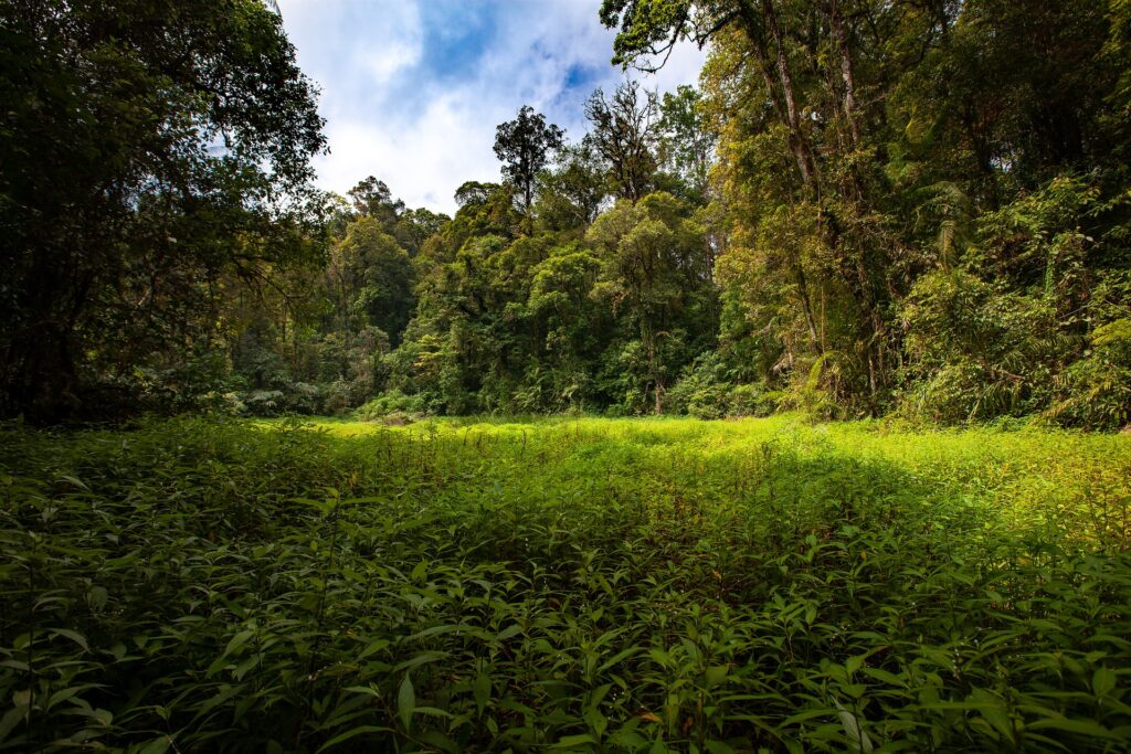 imagen de bosque y las consecuencias ambientales de la deforestación a nivel mundial