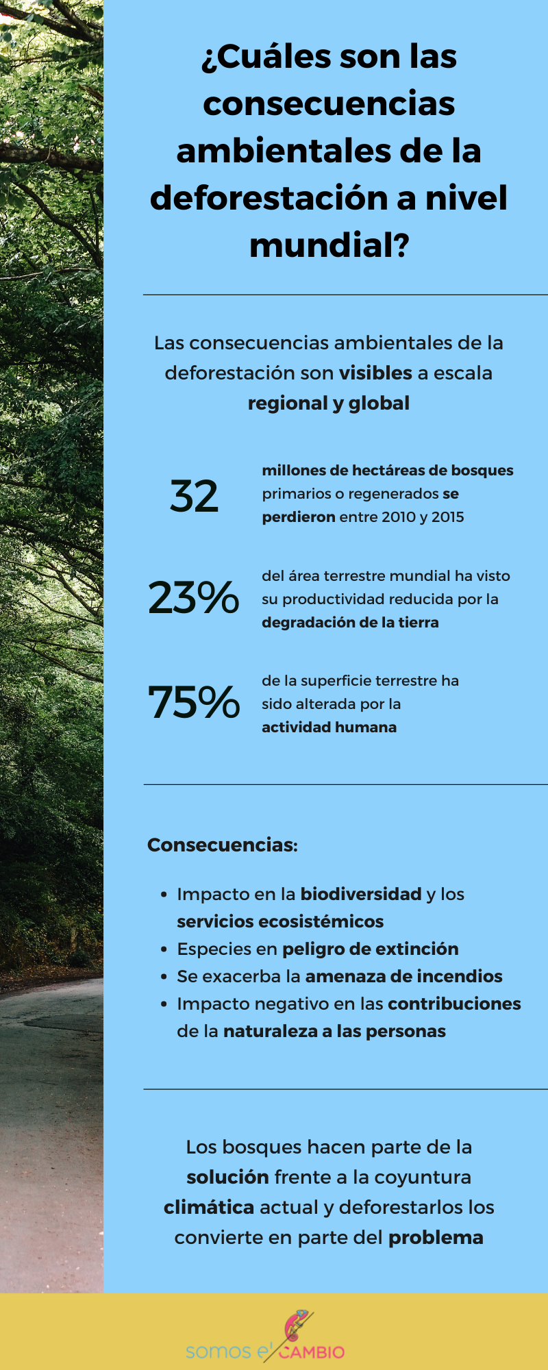 gráfico sobre las consecuencias ambientales de la deforestación a nivel mundial