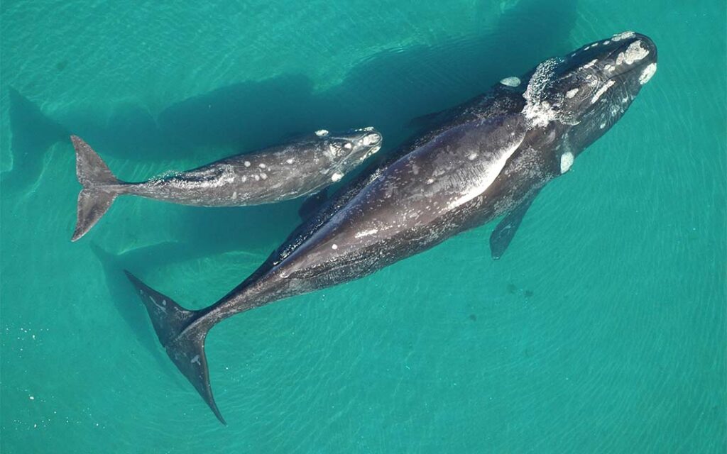 El ruido de la exploración offshore impacta en las ballenas.