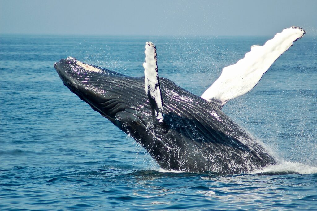 El ruido de la exploración offshore impacta en las ballenas.