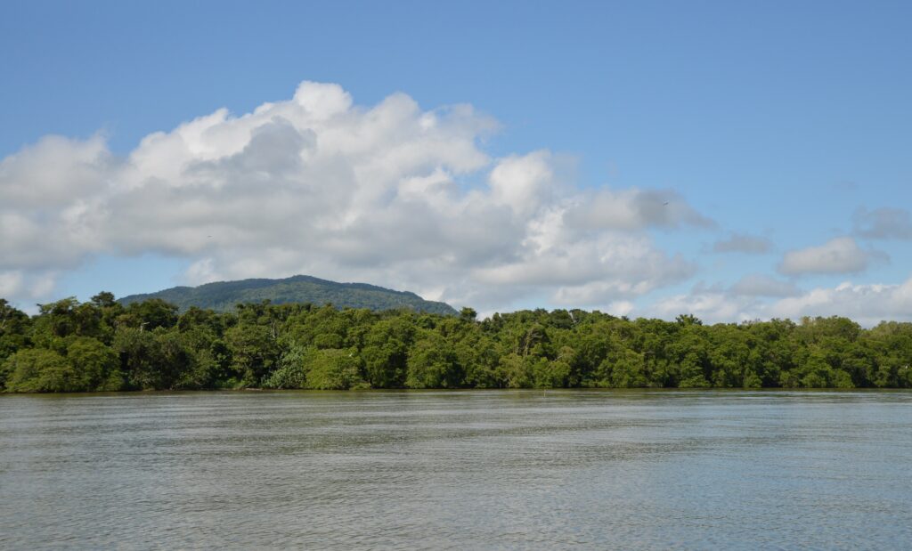 manglar en Guatemala