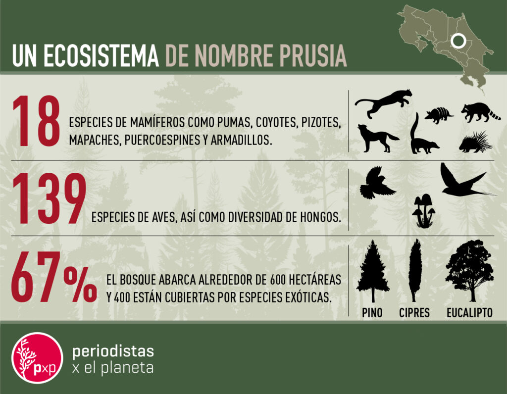 el bosque de Prusia en Costa Rica cuenta con variada biodiversidad