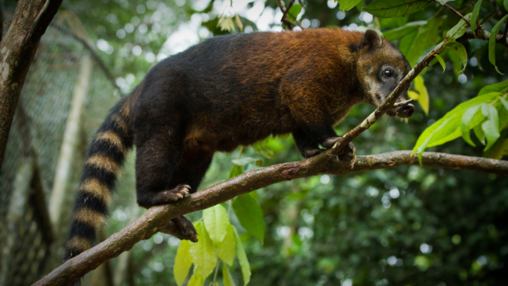 Hya que proteger la biodiversidad del Parque Yasuni en Ecuador