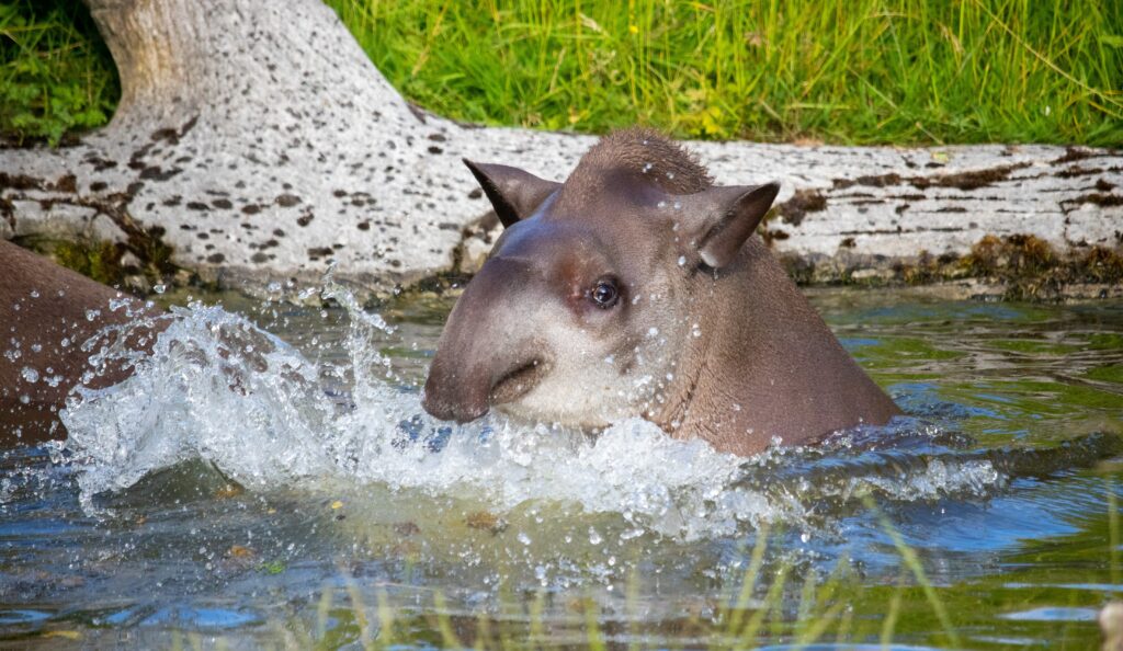 El tapir es una especie en extinción en el Gran Chaco
