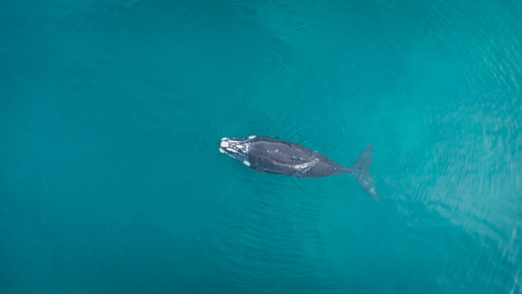 La ballena franca austral se alimenta en el talud continental argentino