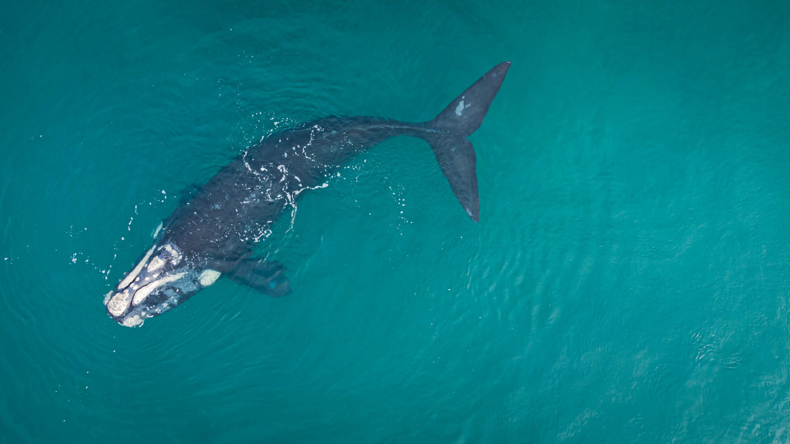 por qué debemos proteger a la ballena franca austral