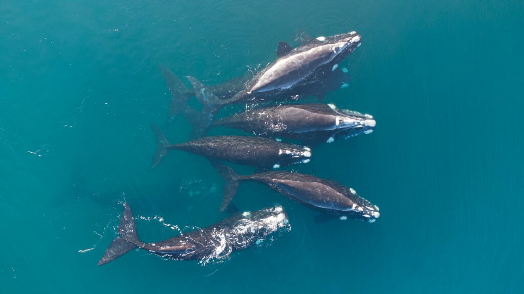 la ballena franca austral es fundamental en el ecosistema marino