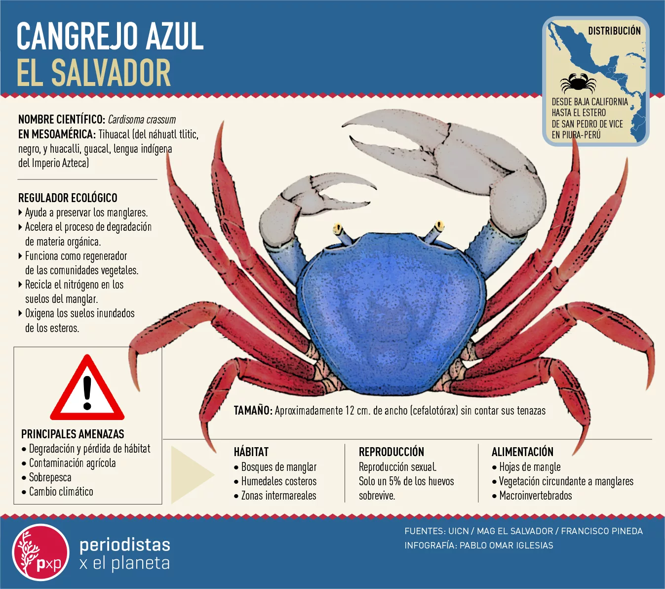 El cangrejo de azul está en peligro de extinción e El Salvador