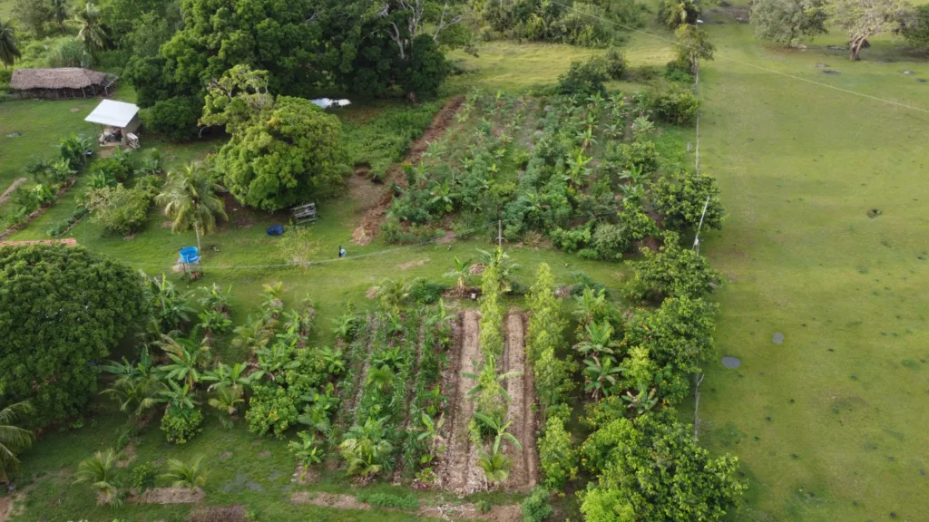 sistemas agroforestales en la Isla de Marajó en Brasil