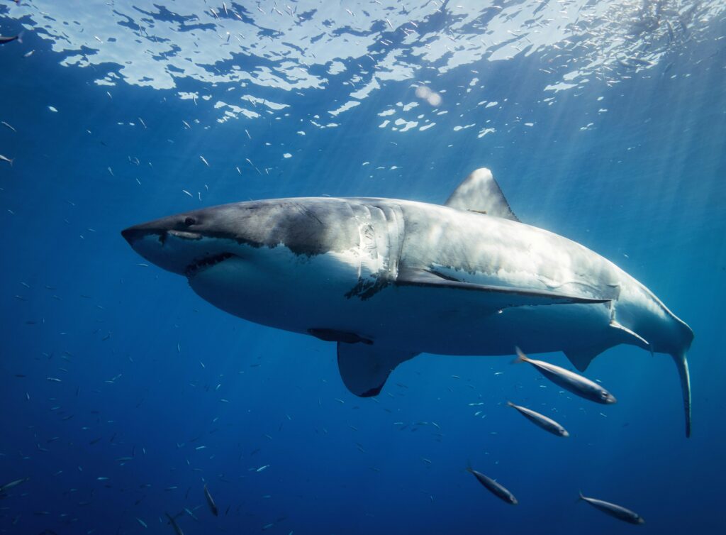 Protección de tiburones y rayas
